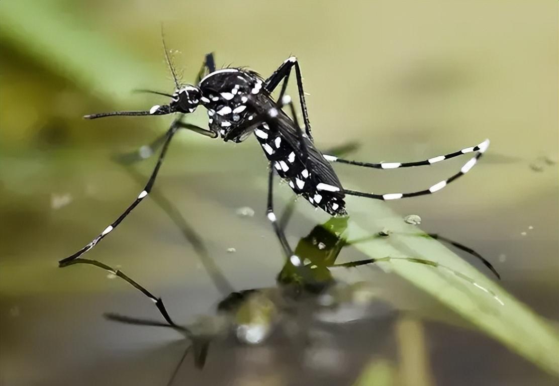 花蚊子的学名叫做白纹伊蚊,因为它身体上黑白相间的花纹和老虎身上的