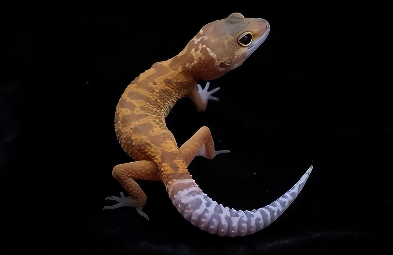 回顾五喜进家门后代出贵人五喜指的是什么你家有吗