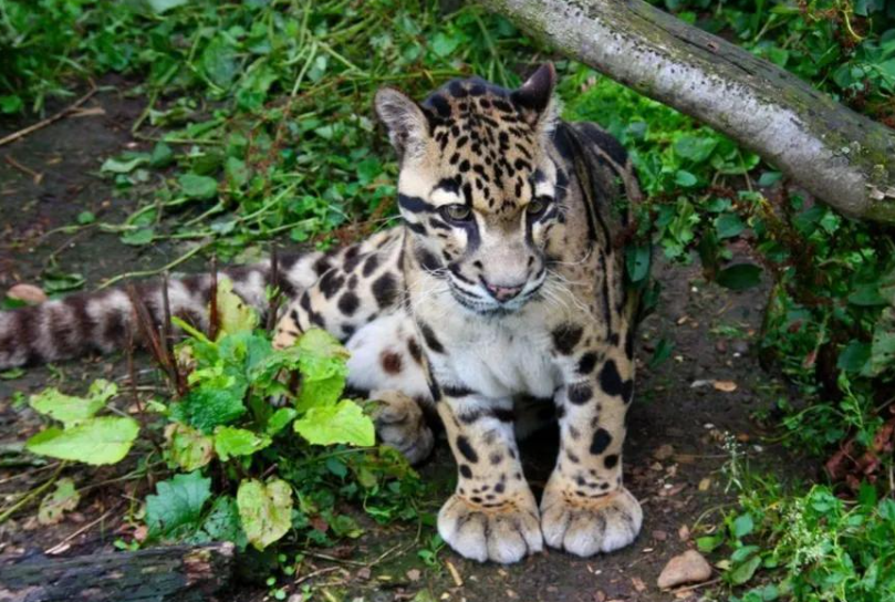 回顾野生小剑齿虎现身云南连野猪都能咬死这究竟是什么动物