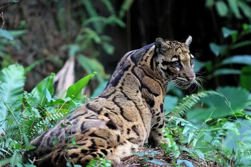 计划#最近,云南森林深处传出一则惊人消息——一种神秘的"小剑齿虎"在