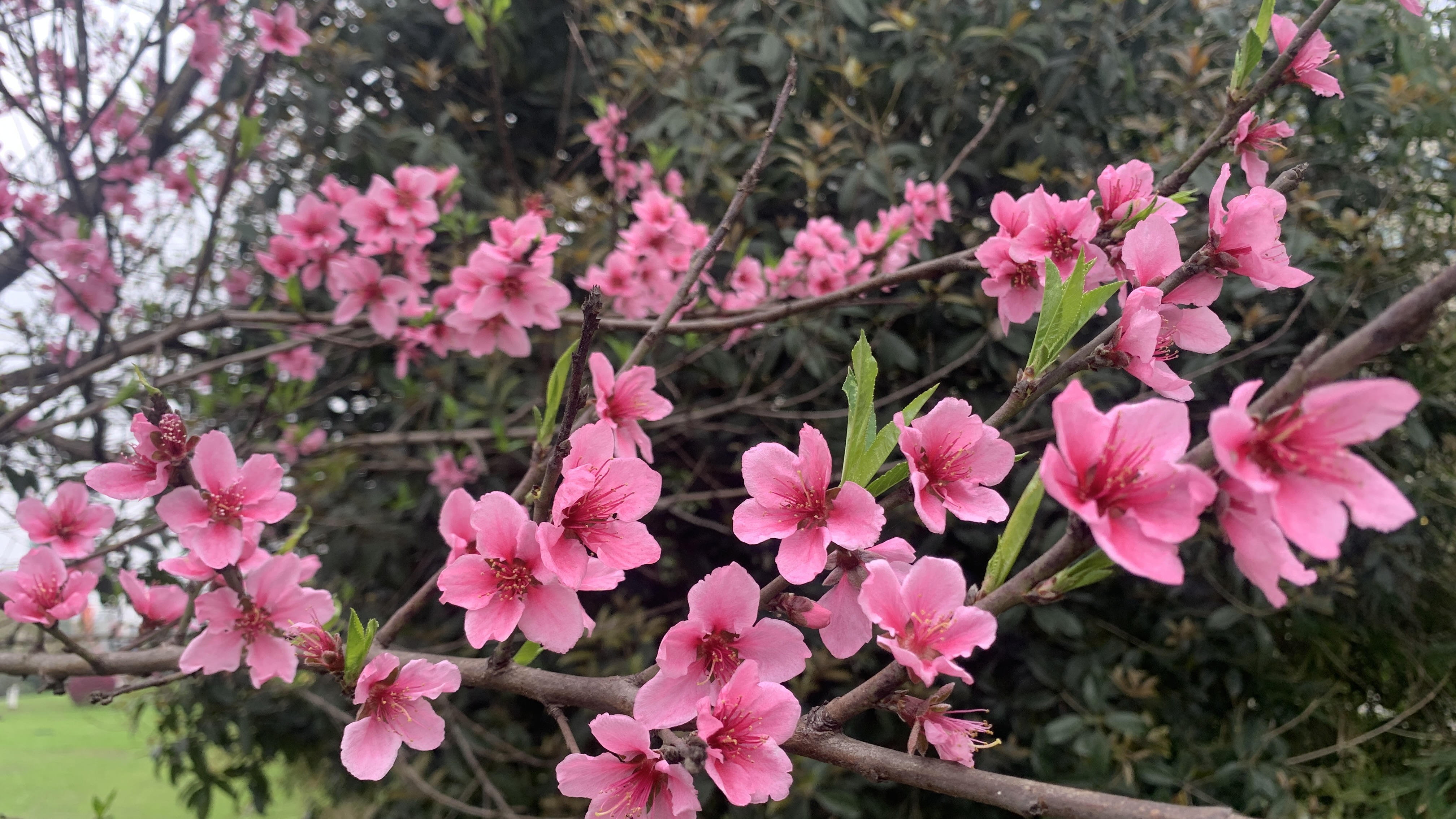 泸州东岩公园的桃花图片