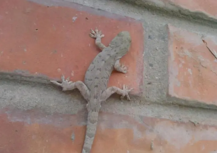 回顾五喜进家门后代出贵人五喜指的是什么你家有吗