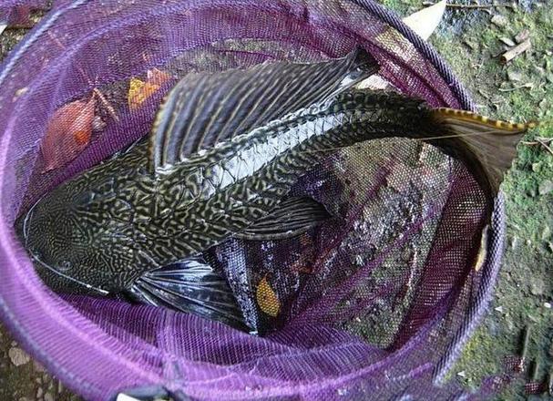 除了麦鲮鱼之外,其实还有很多遍入侵我国的鱼种,有一些臭名昭著,如果