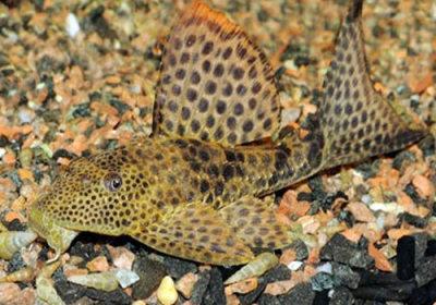 除了麦鲮鱼之外,其实还有很多遍入侵我国的鱼种,有一些臭名昭著,如果