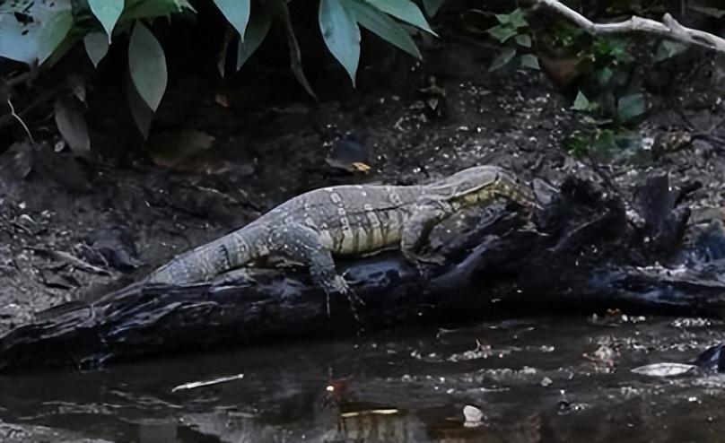 回顾:鱼友钓起"五爪金龙",体长超过1.5米,它到底什么来头?