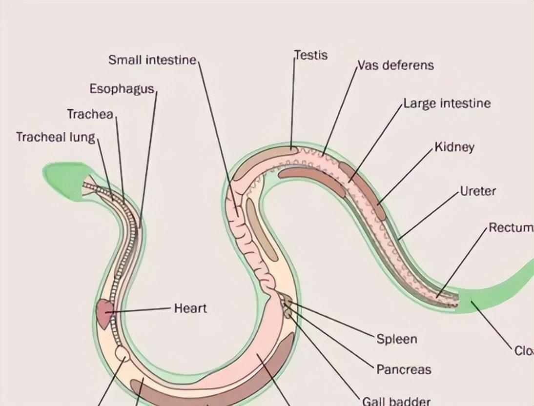回顾2岁男孩与剧毒眼镜蛇对峙两者相距仅一米为何蛇越来越多