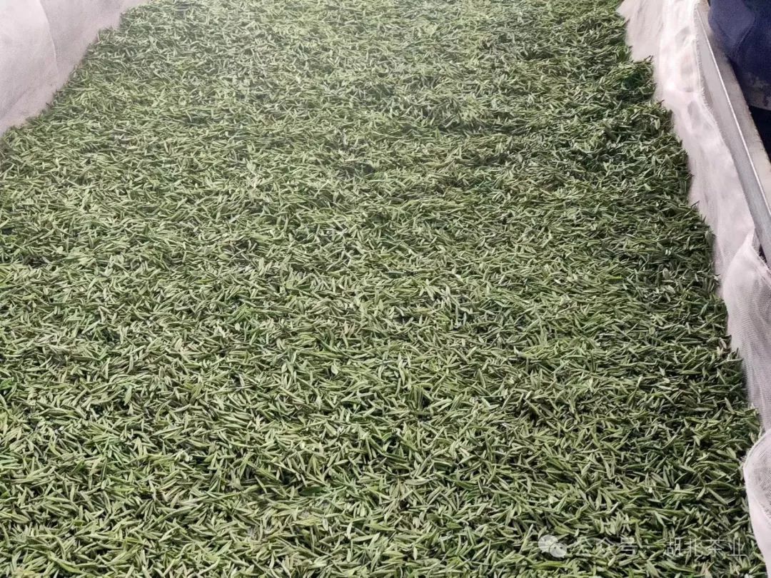 玉皇剑茶叶（五山玉皇剑茶价格） 玉皇剑茶叶（五山玉皇剑茶代价
）《五山玉皇剑茶价格》 茶叶资讯