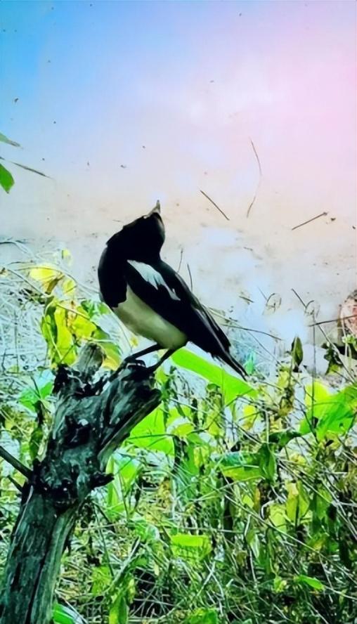 回顾五喜进家门后代出贵人五喜指的是什么你家有吗