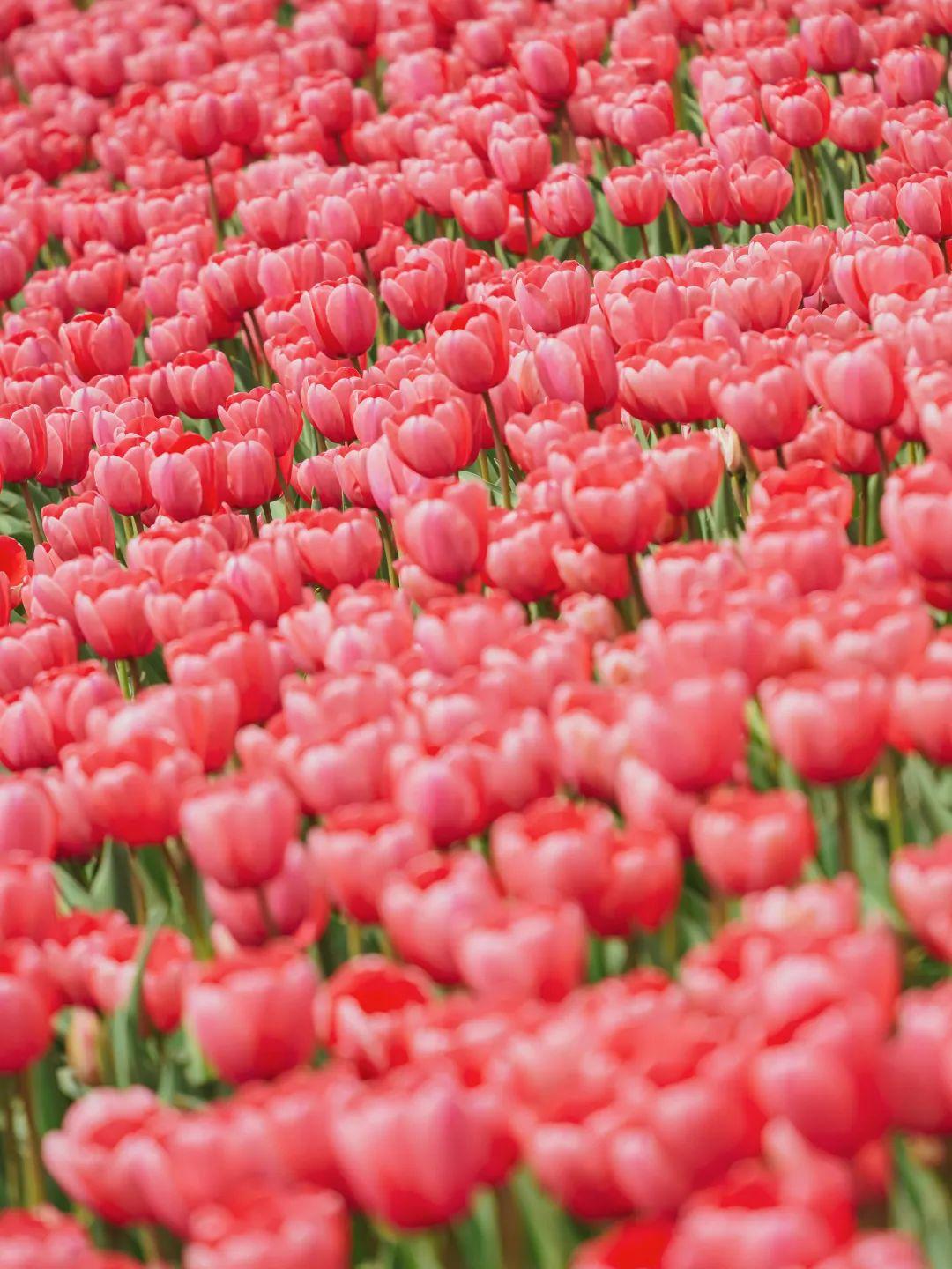 50万株郁金香绽放,淄博赏春top1!春日氛围感拿捏了