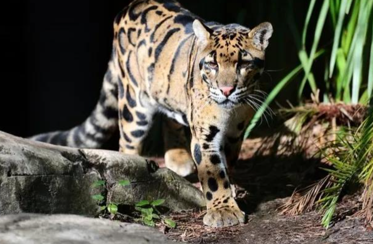 回顾野生小剑齿虎现身云南连野猪都能咬死这究竟是什么动物