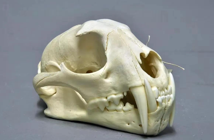 回顾野生小剑齿虎现身云南连野猪都能咬死这究竟是什么动物