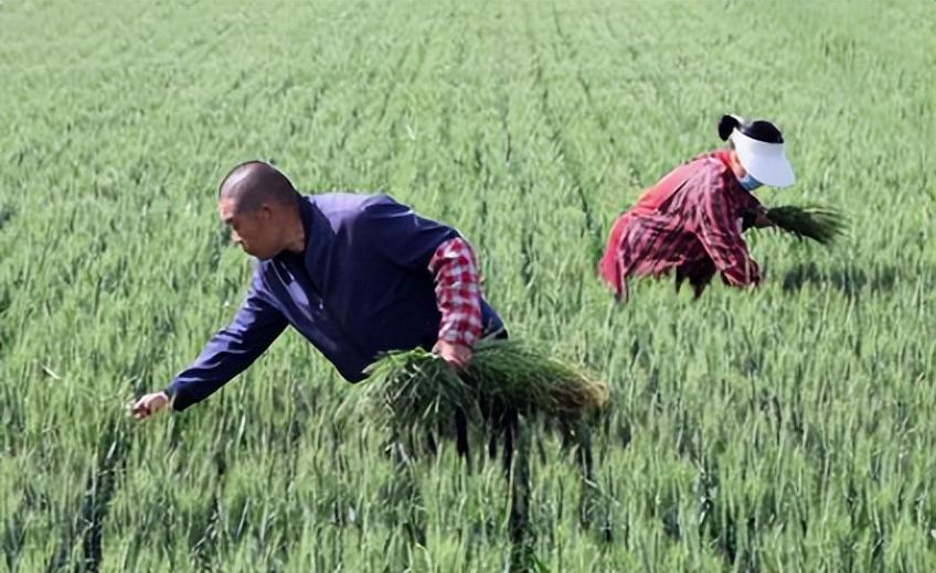 回顾农民宁愿打工也不愿在家种地几大原因值得注意需引起重视