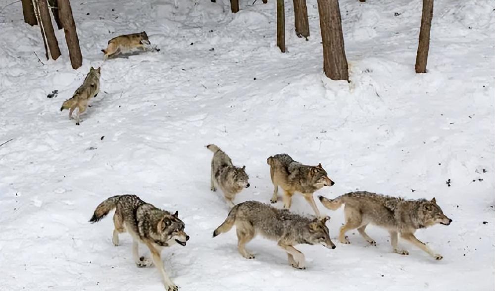 回顾:12只金雕突袭狼群,7只狼惨成"腹中餐",金雕是狼的天敌?