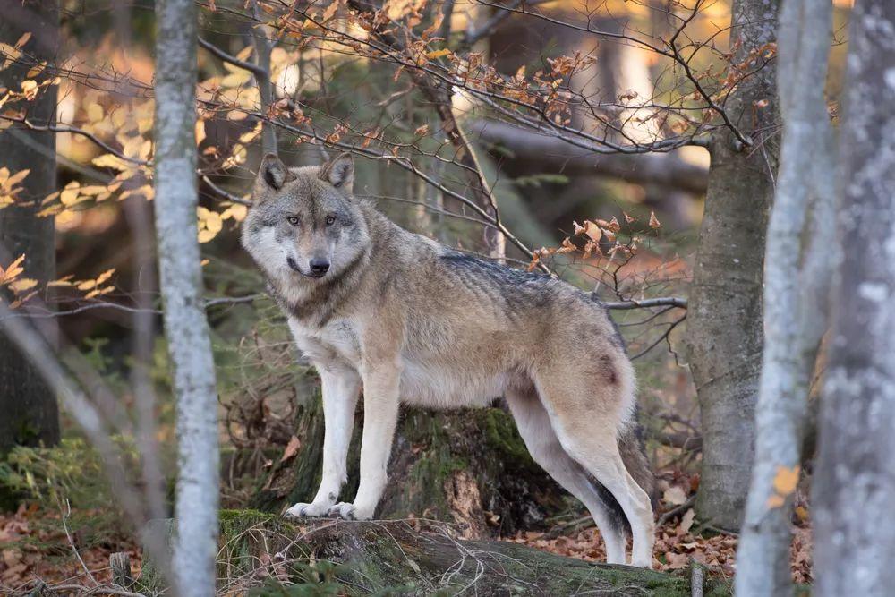 回顾北美兽王争霸:狼群抢劫杀害美洲狮,美洲狮趁狼落单要它命