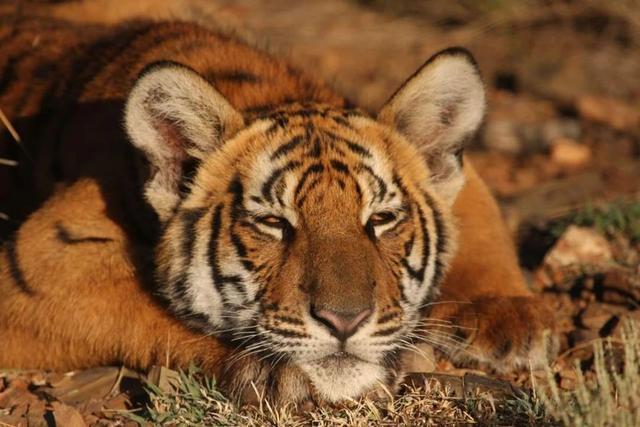 回顾老虎谷真相送去南非野化的华南虎如今怎么样了何时能回国