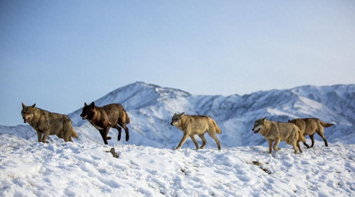 回顾新疆狼群下天山一夜拐走36只羊两牧民拼死追击怒斩狼王