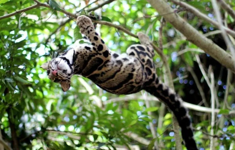 回顾野生小剑齿虎现身云南连野猪都能咬死这究竟是什么动物