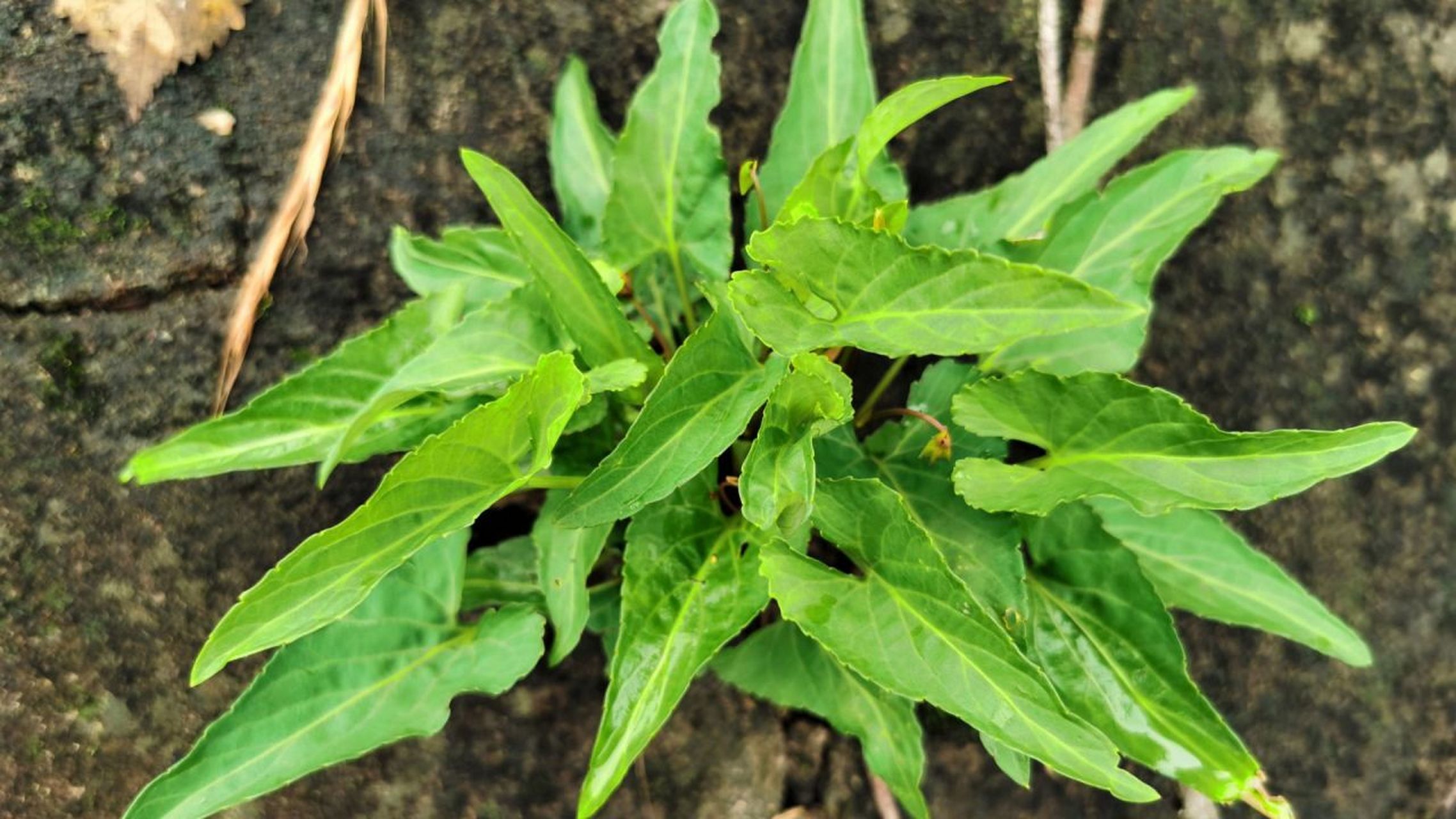 犁头草,又名紫花地丁,是一种生长在农村山野间的野菜,具有独特的犁头