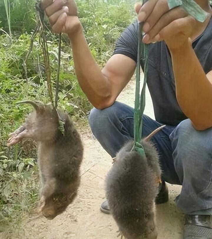 曾广泛出现的老鼠都去哪了为何现在城市和农村都不见踪影
