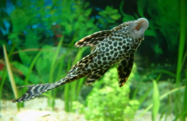 除了麦鲮鱼之外,其实还有很多遍入侵我国的鱼种,有一些臭名昭著,如果