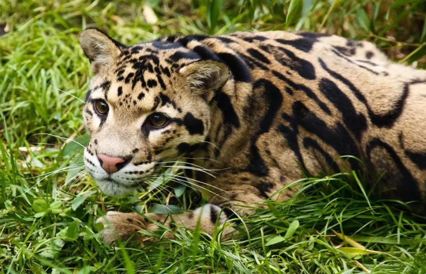 回顾野生小剑齿虎现身云南连野猪都能咬死这究竟是什么动物