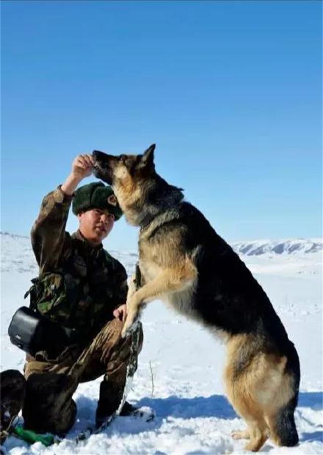 2015年幼狼掉入冰河我军战士拼命相救一个月后狼群在军营安窝