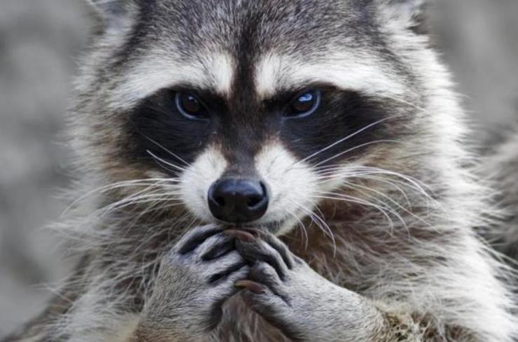 动物专家一看,笑了:"这哪是一条狗,这分明是一只野生的小浣熊.