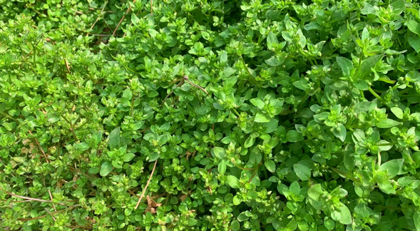 繁缕草全身是宝,遇到办手软!刮油养颜,女性要多吃,错过真可惜
