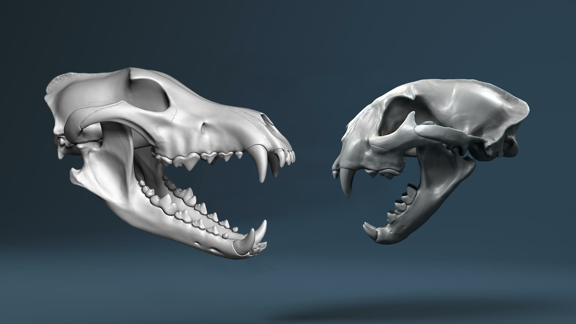 回顾北美兽王争霸狼群抢劫杀害美洲狮美洲狮趁狼落单要它命