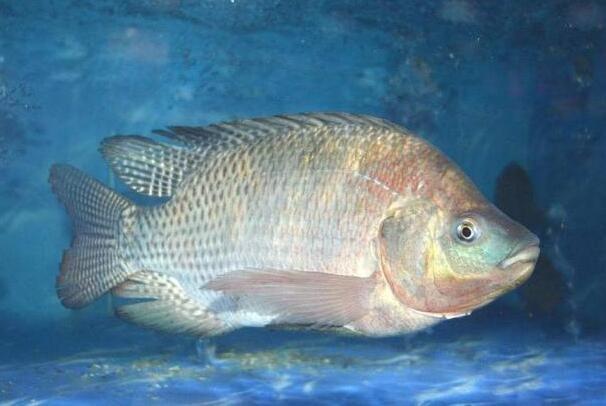 回顾入侵我国最成功的物种在南方水域繁衍多年却被认为是草鱼