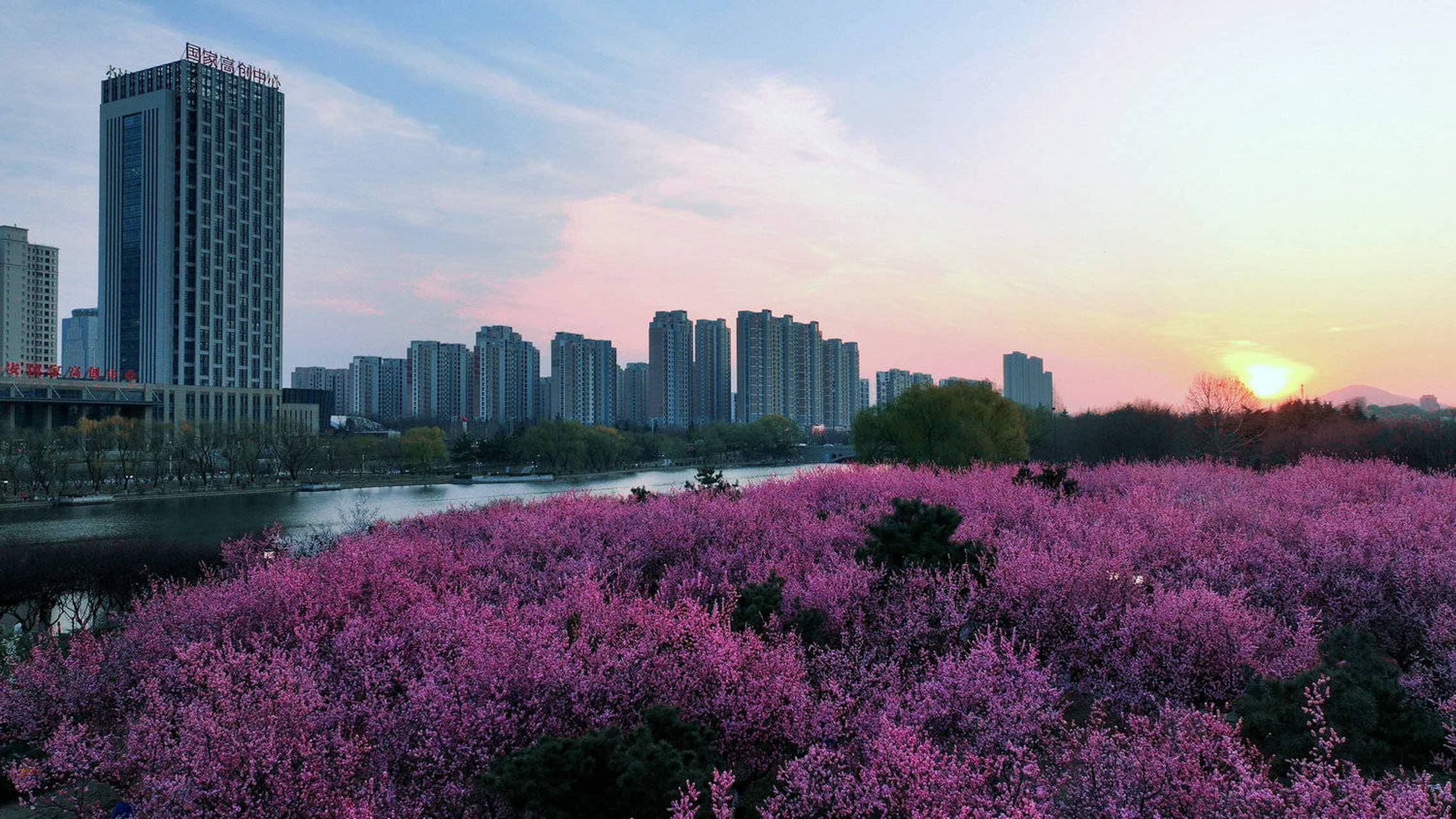 泰安南部开发区凤凰湖春色正浓,红梅绽放香飘四溢!