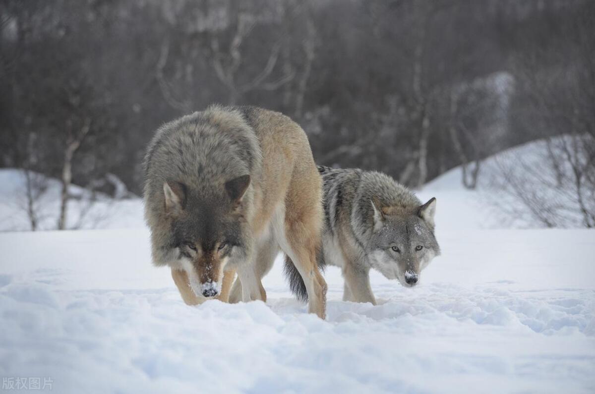 回顾新疆狼群下天山一夜拐走36只羊两牧民拼死追击怒斩狼王