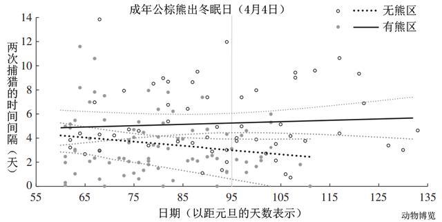 狼会因棕熊的打劫而多捕猎吗?