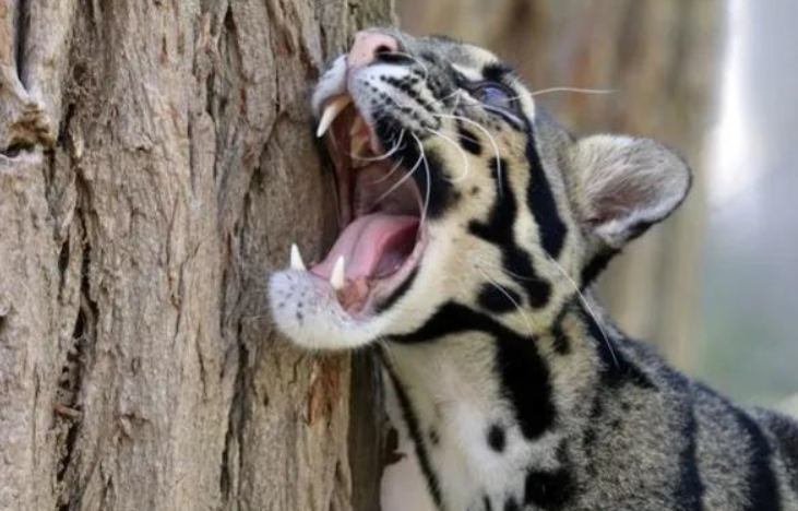 回顾野生小剑齿虎现身云南连野猪都能咬死这究竟是什么动物