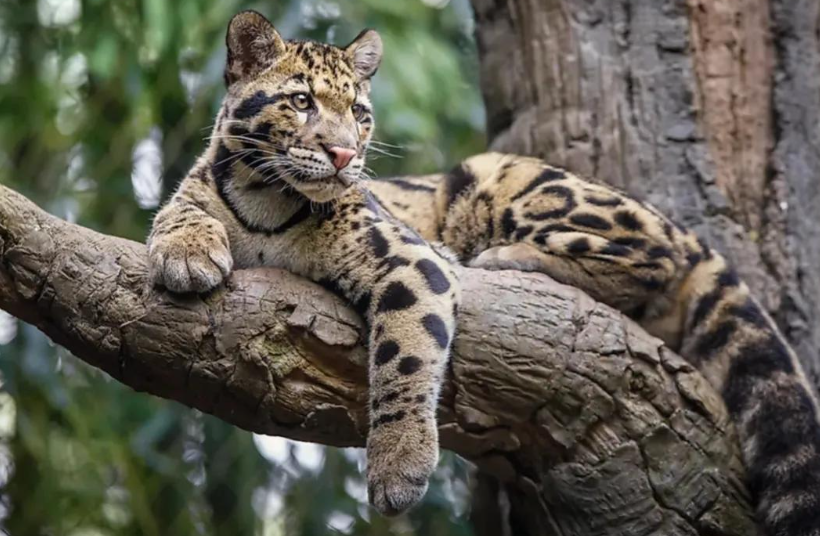 回顾野生小剑齿虎现身云南连野猪都能咬死这究竟是什么动物