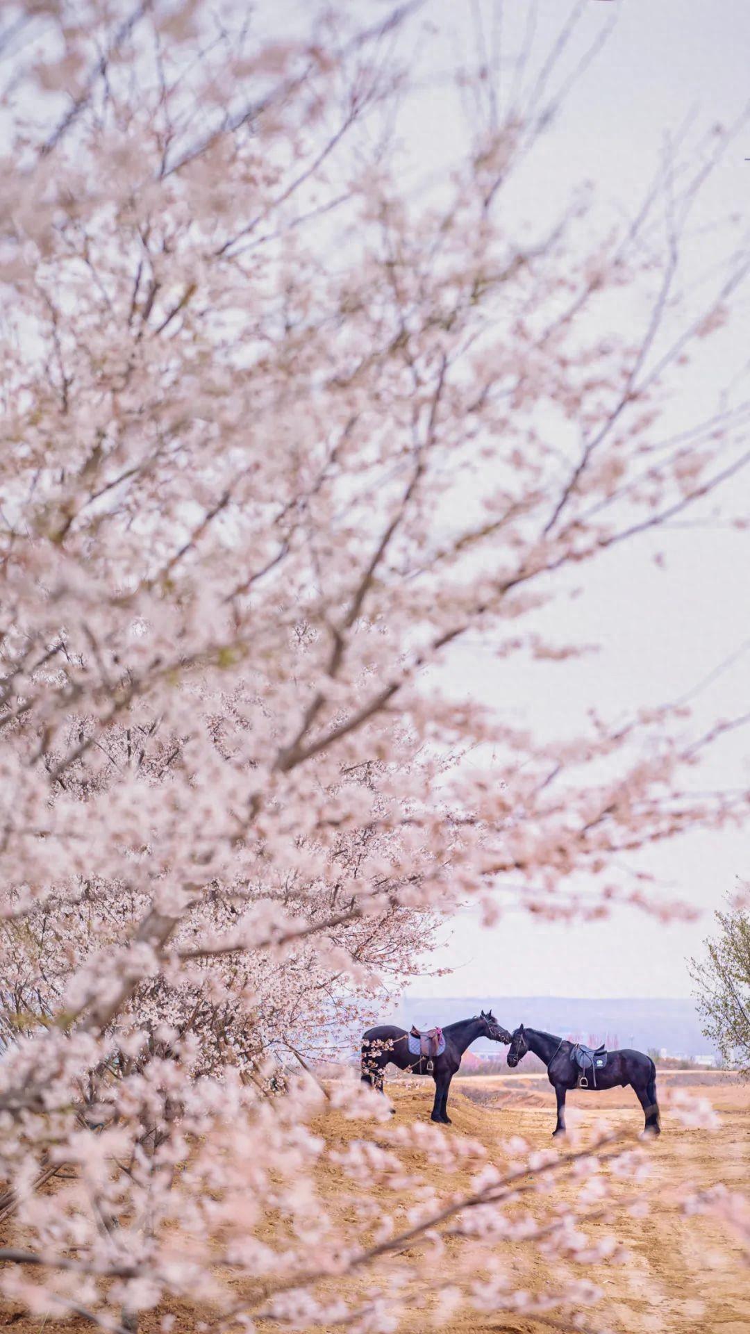 接下来的日照春风十里绝美花海送给你