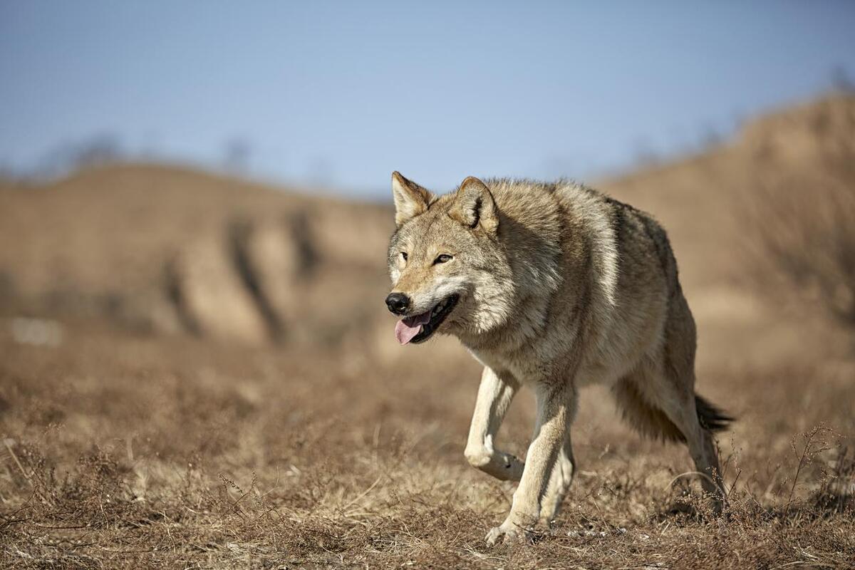 回顾两名铁道兵在戈壁滩遭遇狼群围攻刺瞎母狼双眼引来头狼报复