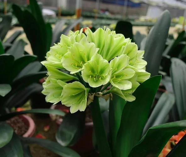 君子兰土壤大揭秘:不同土壤对生长的影响