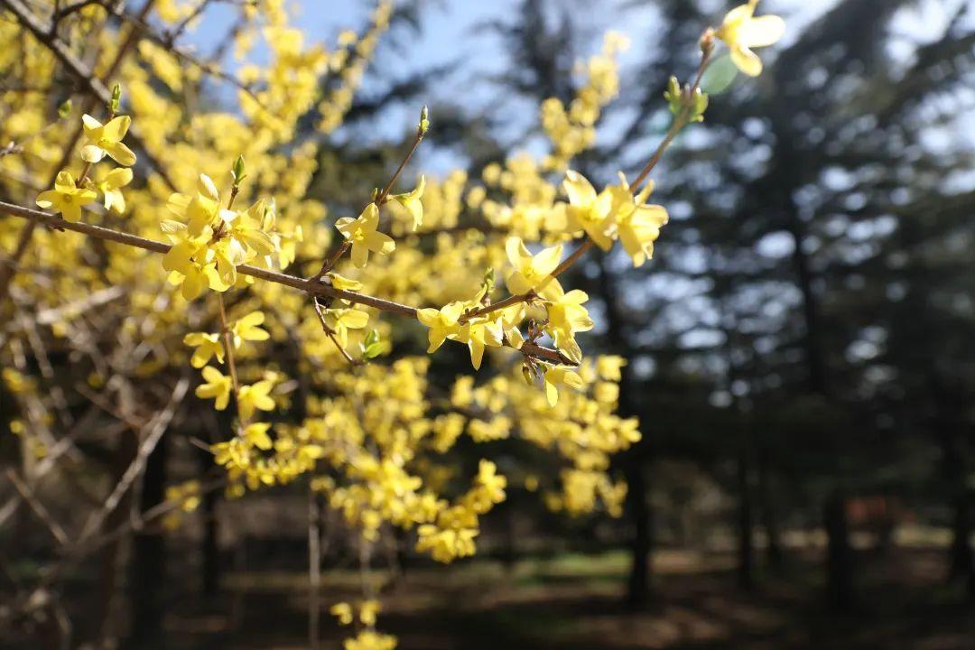 盛放在山野的惊艳花海收好这份赏花地图开启追花之旅