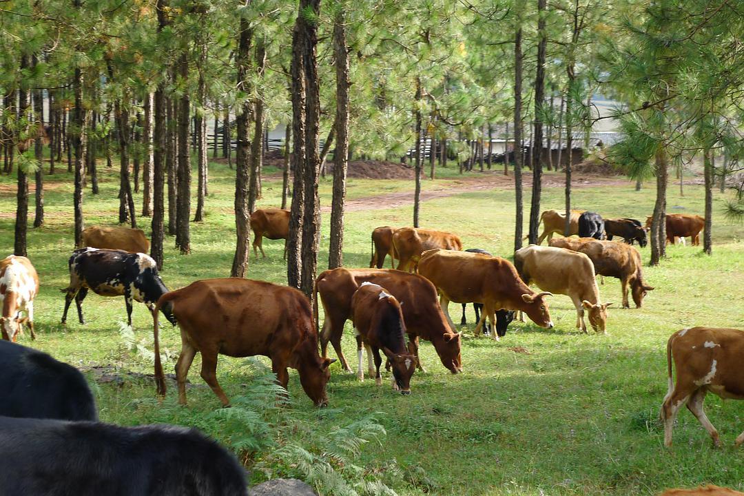 回顾人类为何只吃食草动物的肉很少去吃食肉性动物是不好吃吗