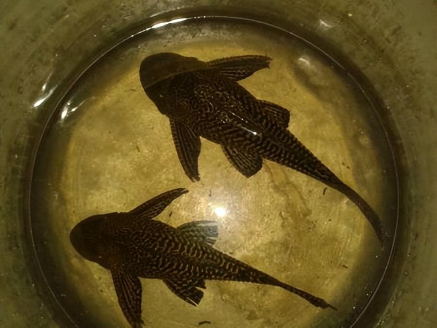 除了麦鲮鱼之外,其实还有很多遍入侵我国的鱼种,有一些臭名昭著,如果