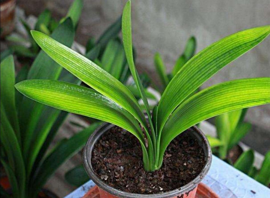 君子兰土壤大揭秘:不同土壤对生长的影响