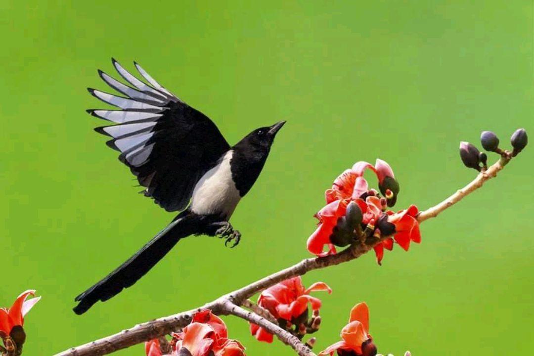 回顾五喜进家门后代出贵人五喜指的是什么你家有吗