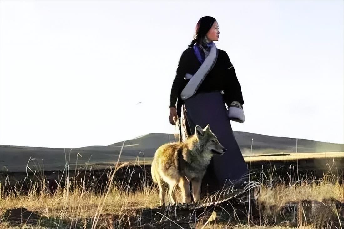 回顾把狼当儿子带回家的成都女孩10年后在草原与它再次相认