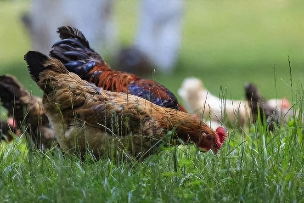 回顾人类为何只吃食草动物的肉很少去吃食肉性动物是不好吃吗