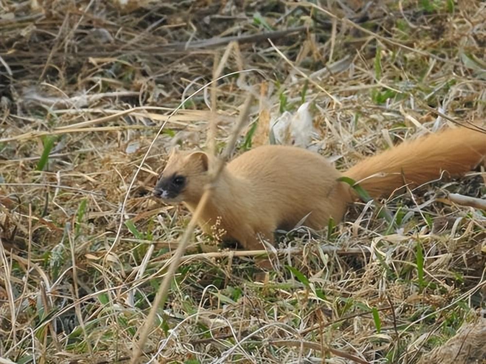 回顾黄鼠狼路边悍斗乌梢蛇乌梢蛇拼死挣扎蛇天生打不过鼬科