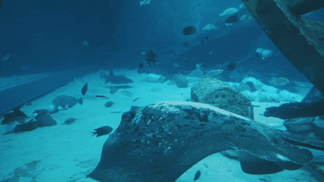 跟海豚跳舞海底生物一起入眠我发现爱夏一族的梦中情岛