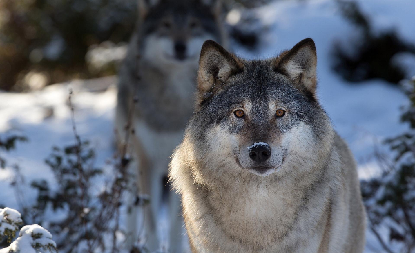 回顾北美兽王争霸:狼群抢劫杀害美洲狮,美洲狮趁狼落单要它命