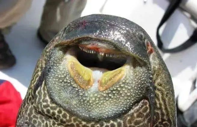 除了麦鲮鱼之外,其实还有很多遍入侵我国的鱼种,有一些臭名昭著,如果