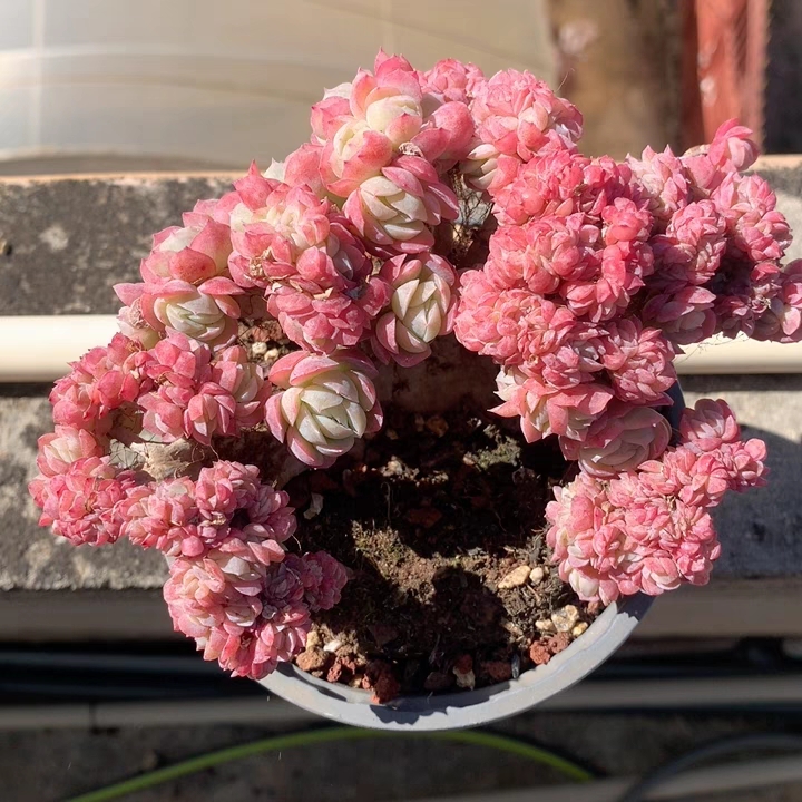 再来分享一组粉嫩的贝瑞缀化#多肉植物